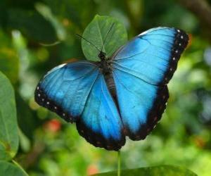пазл Голубая бабочка